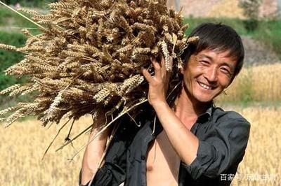 粮食价格低，为何我们还要种？——一位七旬老农的心里话