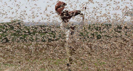 非洲之角再临蝗灾威胁 联合国粮农组织预警与粮食安全挑战