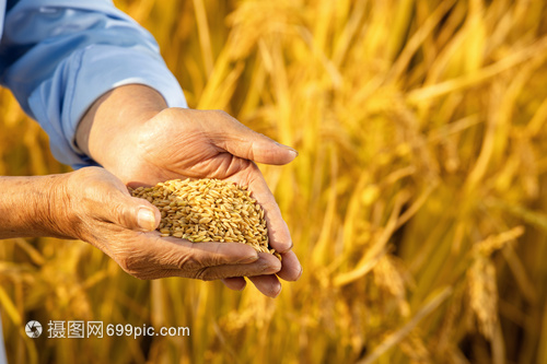 金秋稻香话丰收