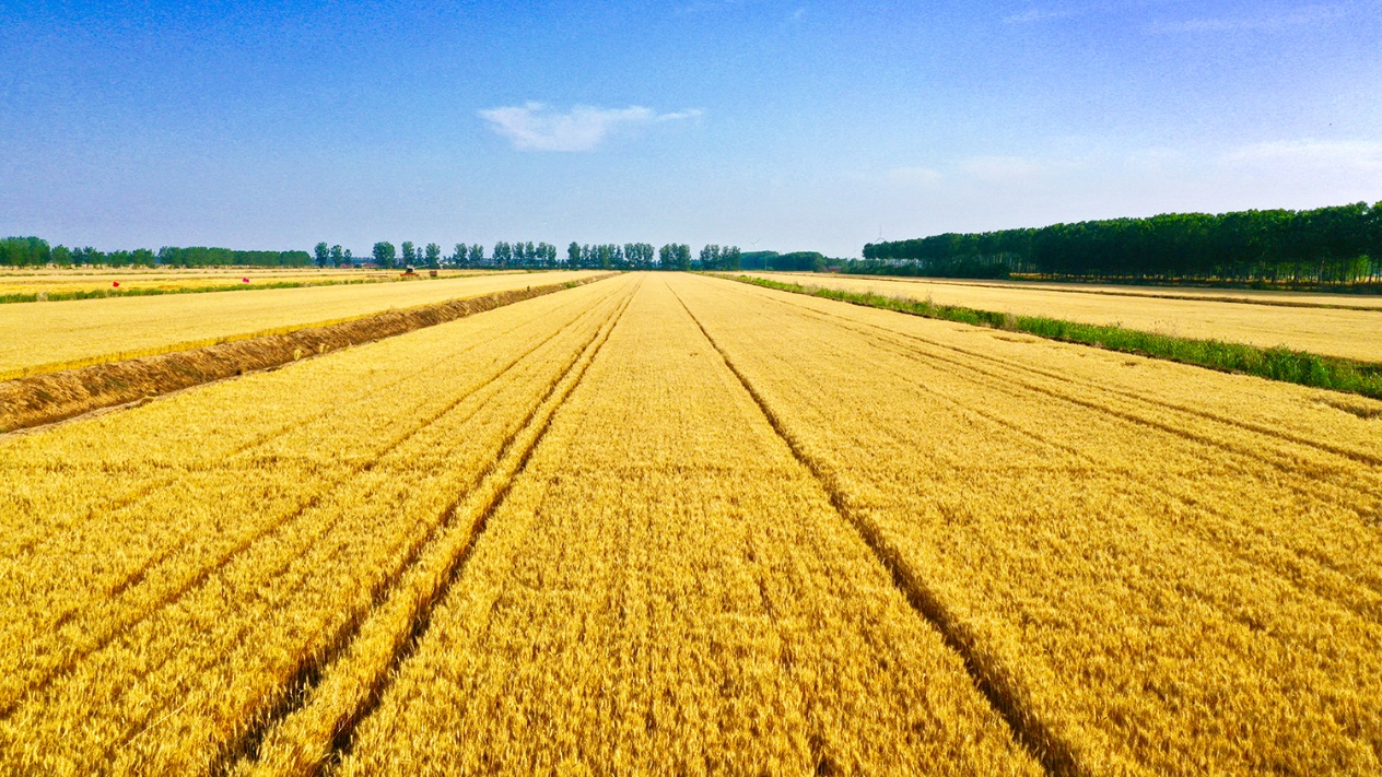 直击小麦大丰收，揭秘洋河极致绵柔源头的奥秘