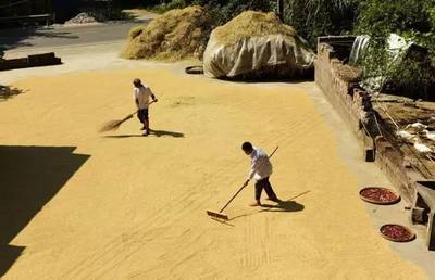 新神器解粮安难题 智能烘干中心助农户“颗粒归仓”